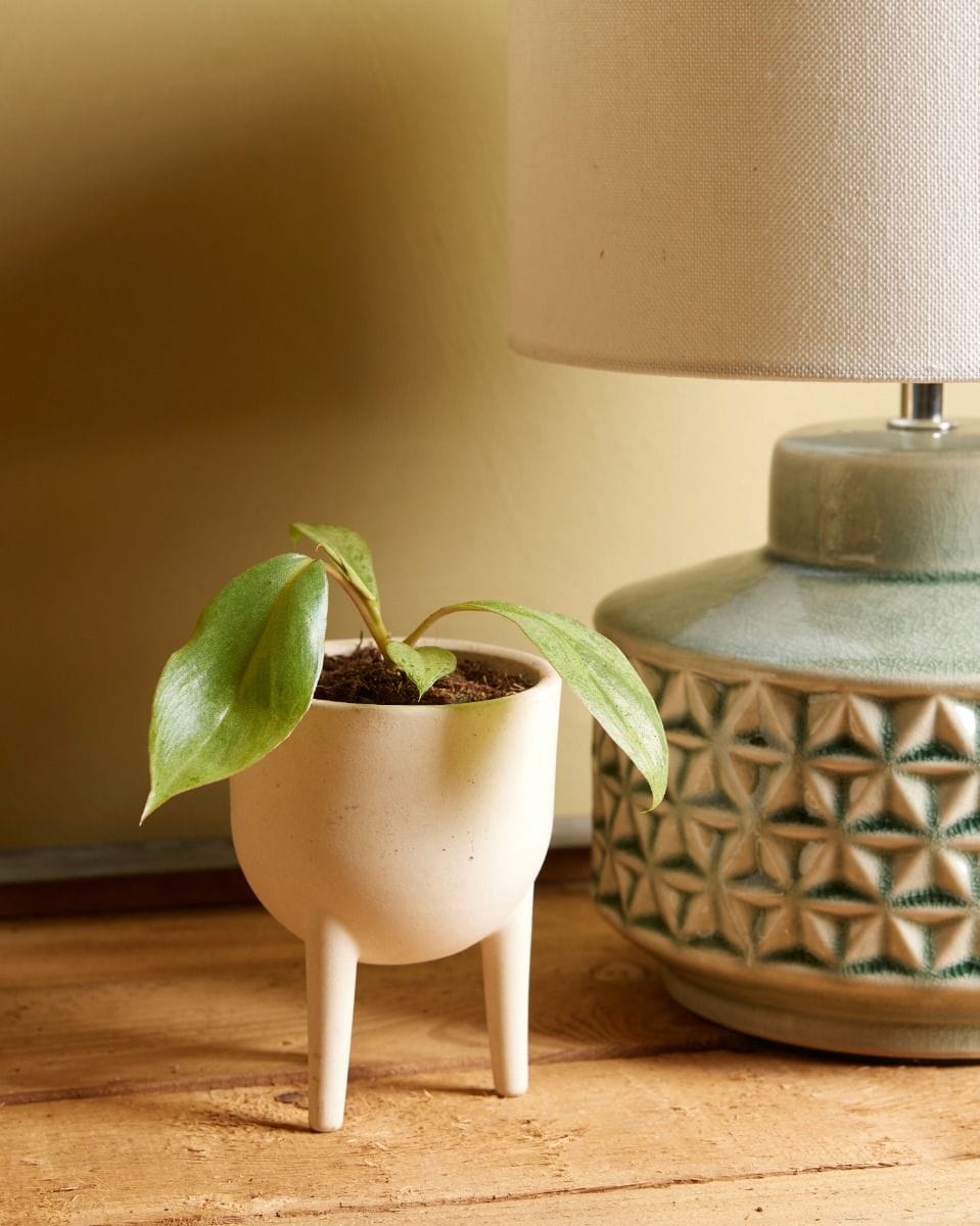 Baby Philodendron Paraiso Verde