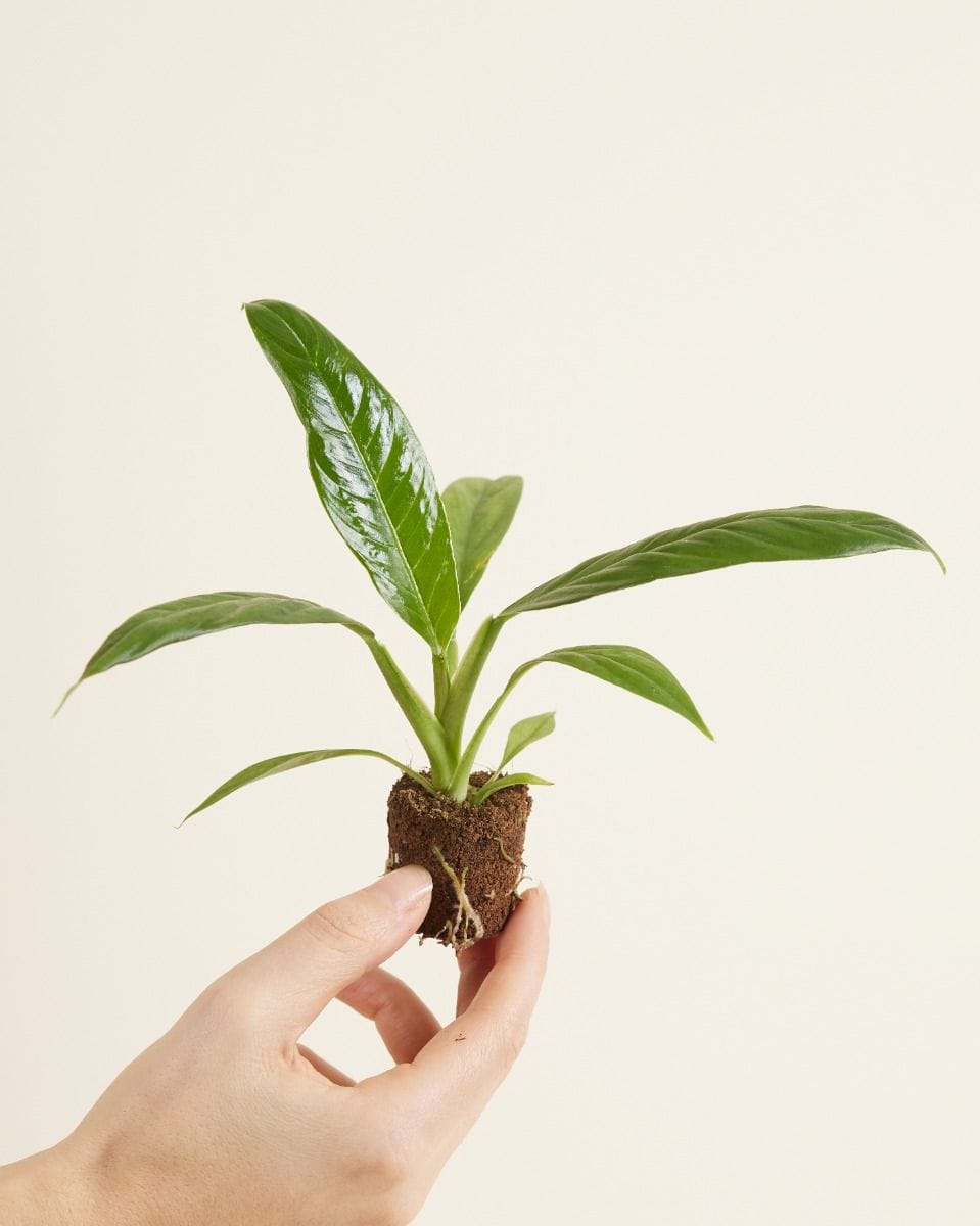 Bébé Philodendron Campii