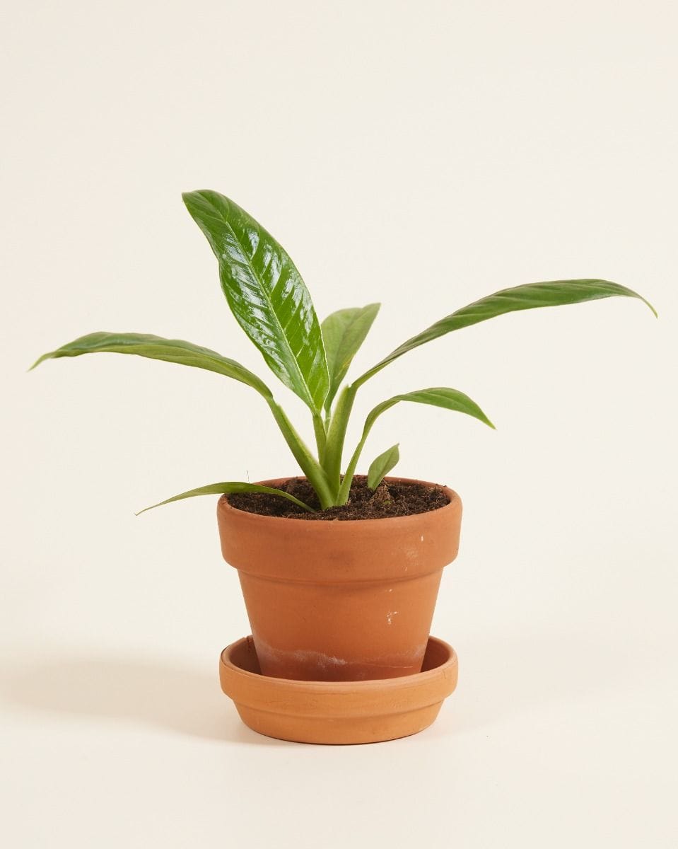 Bébé Philodendron Campii