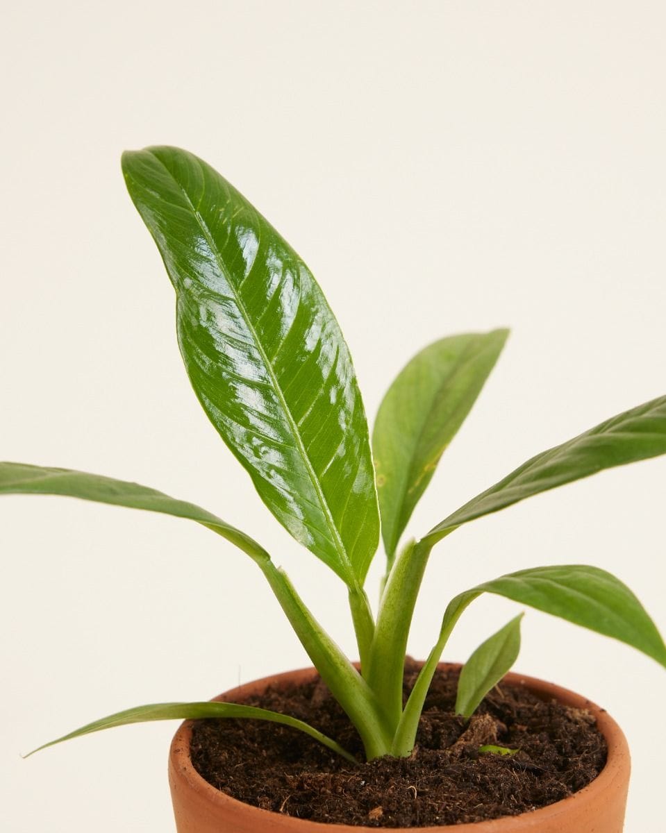 Bébé Philodendron Campii
