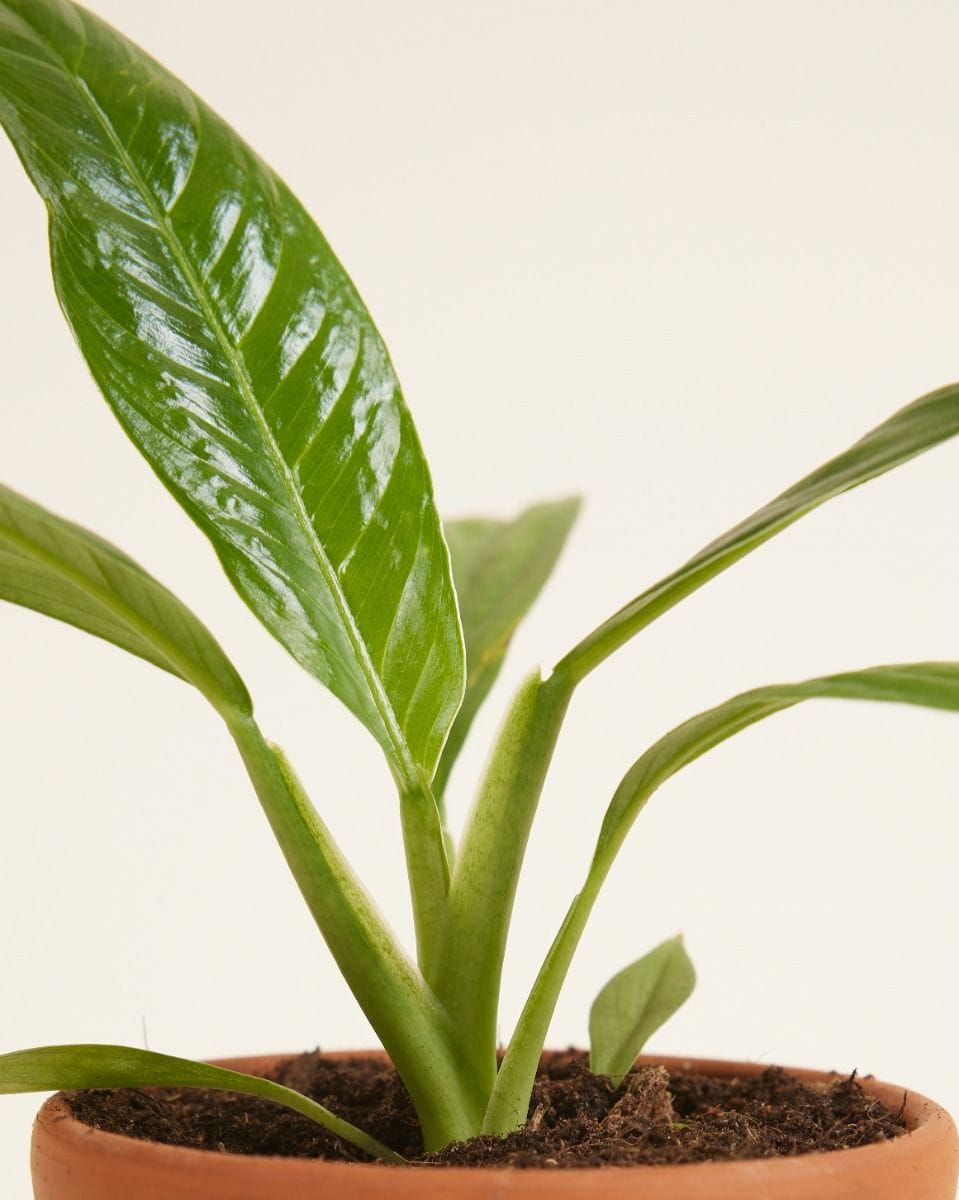 Bébé Philodendron Campii