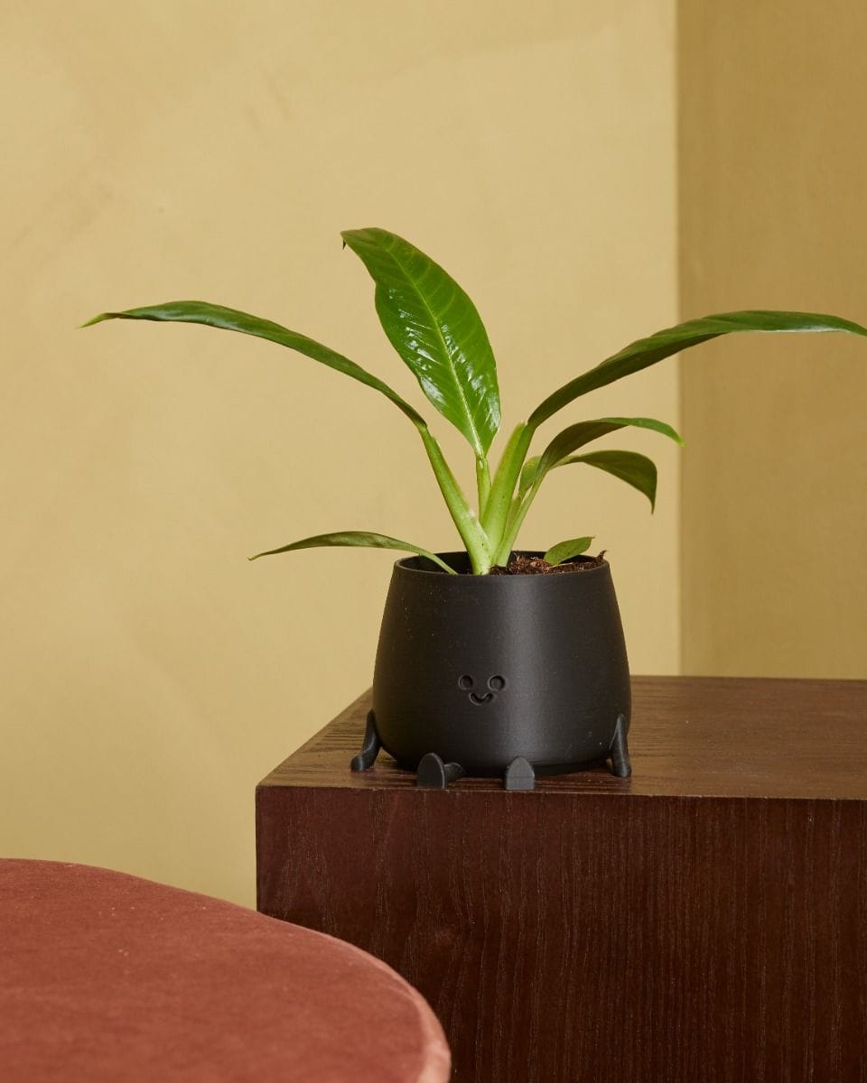 Bébé Philodendron Campii