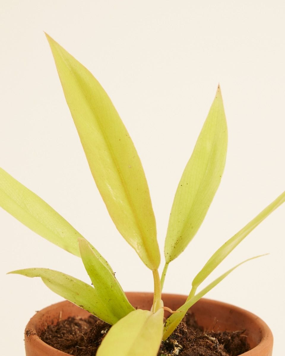 Baby Philodendron Baumfreund Golden Saw