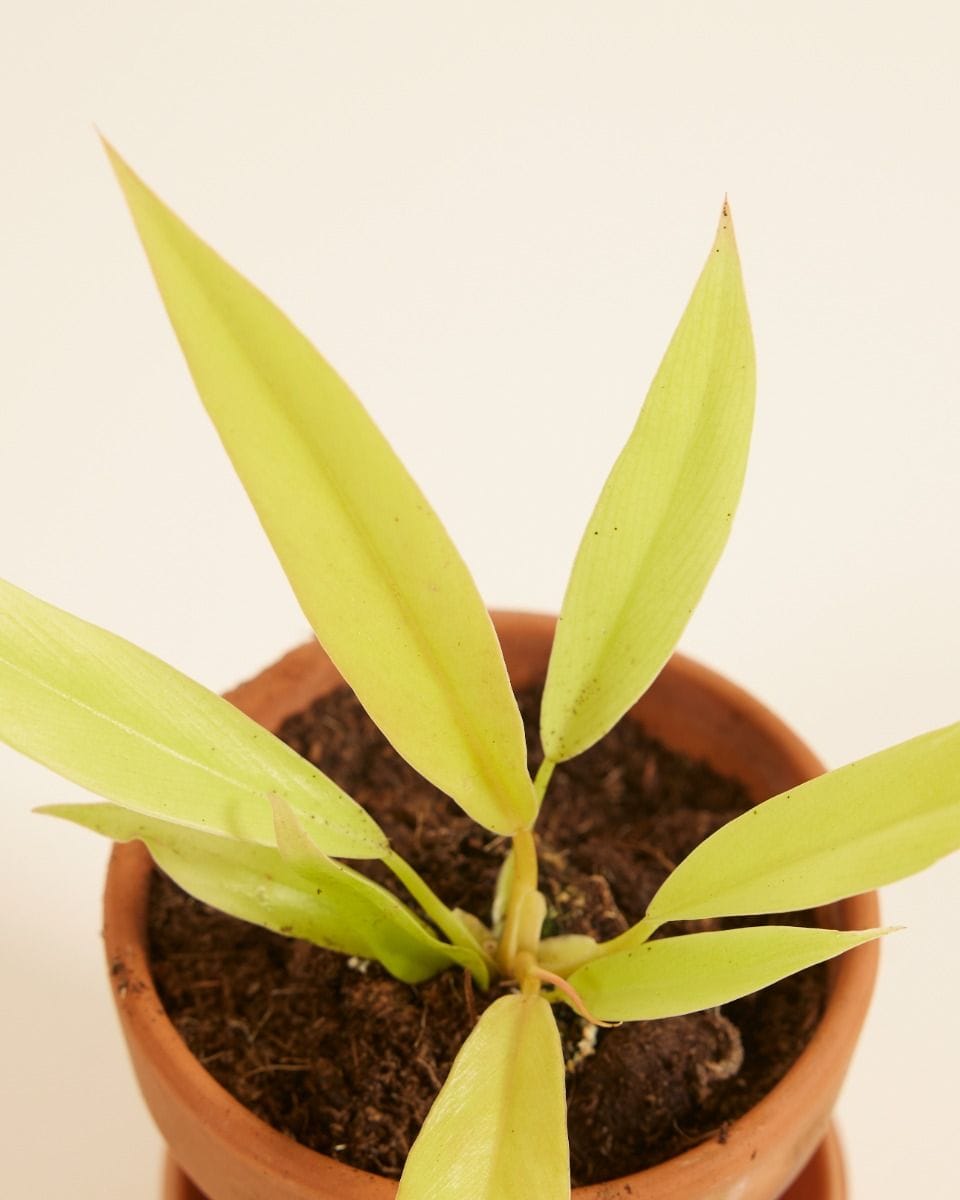 Baby Philodendron Baumfreund Golden Saw