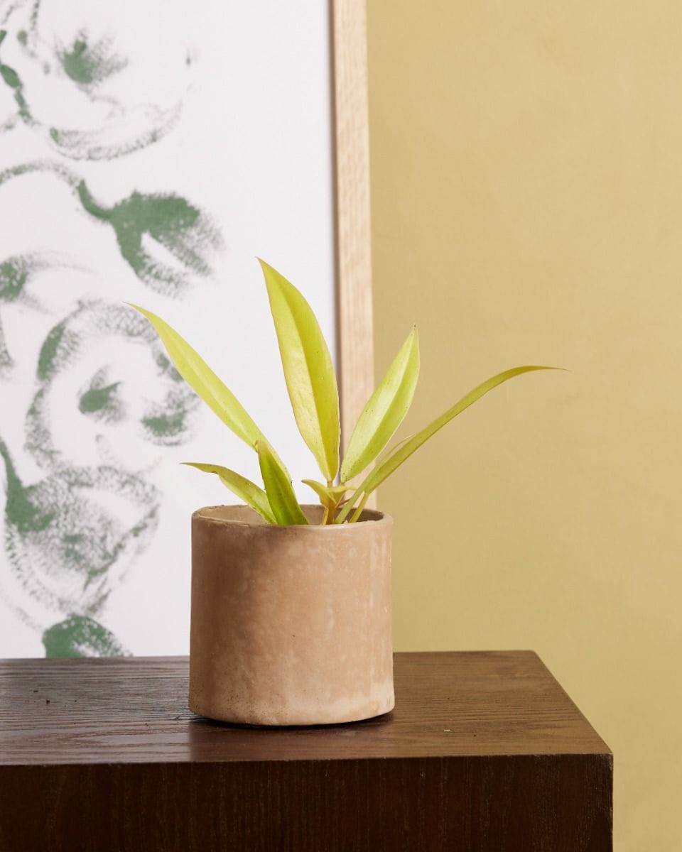 Baby Philodendron Baumfreund Golden Saw