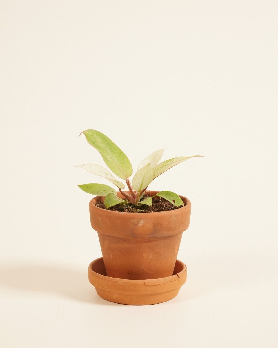 Baby Philodendron Snowdrift