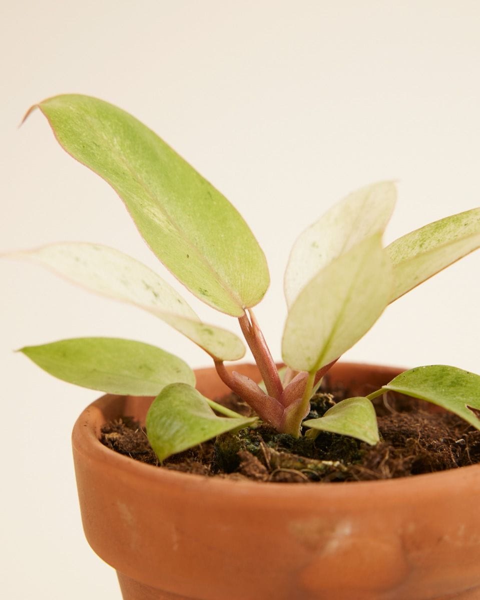 Baby Philodendron Snowdrift