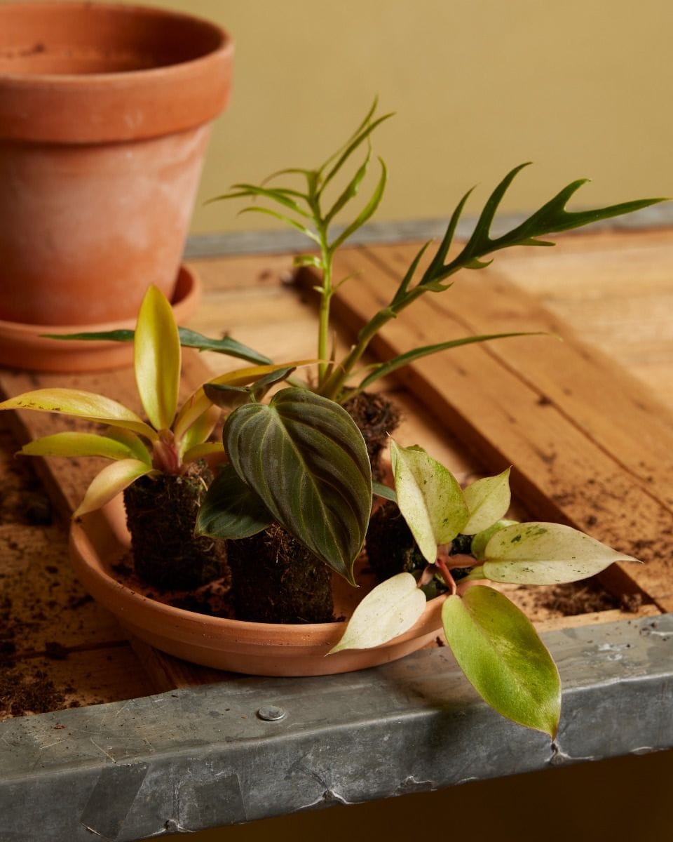 Baby Philodendron Snowdrift