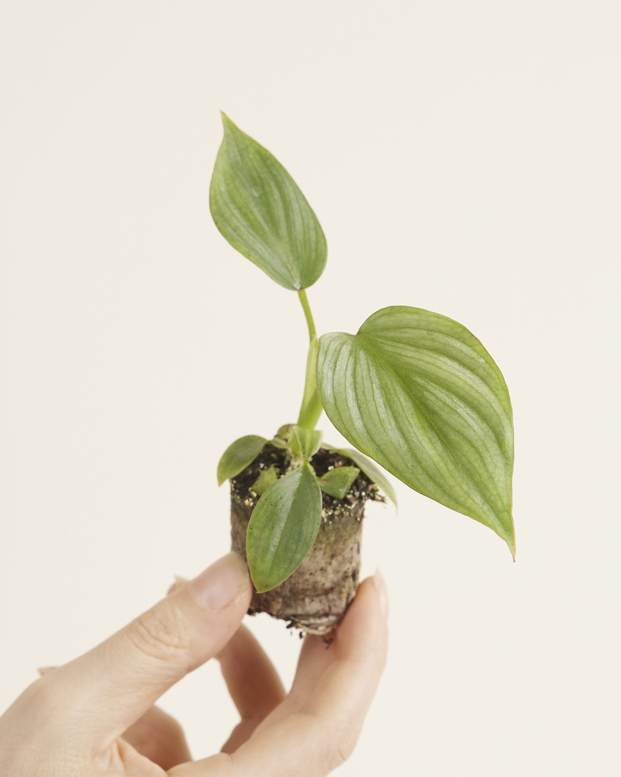 Baby Philodendron Mamei Silver Cloud