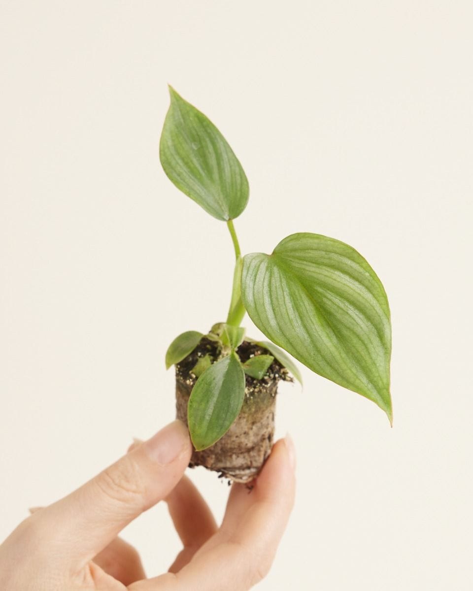 Baby Philodendron Mamei Silver Cloud