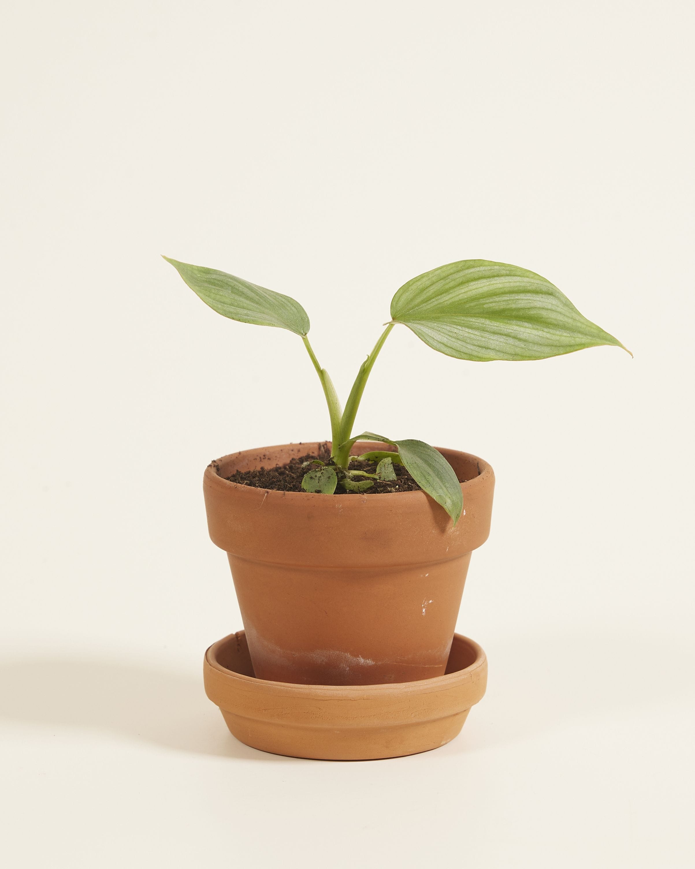Baby Philodendron Mamei Silver Cloud
