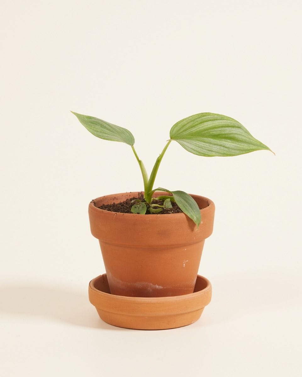 Baby Philodendron Mamei Silver Cloud
