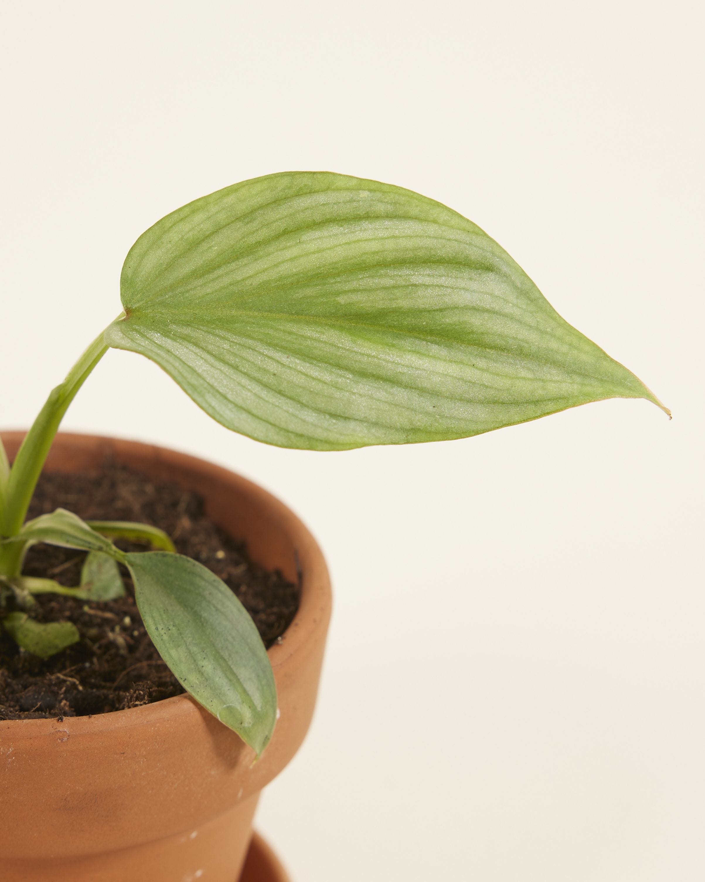 Baby Philodendron Mamei Silver Cloud
