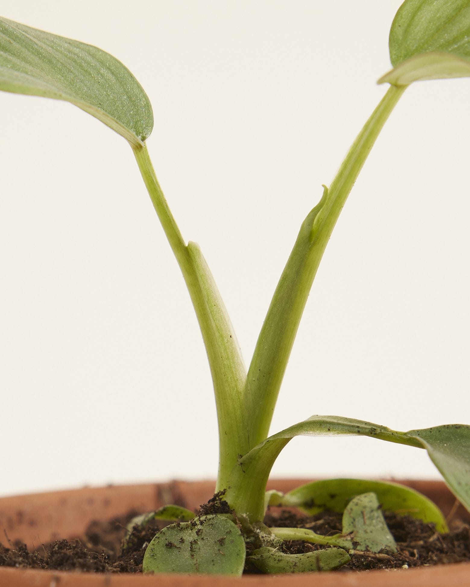 Baby Philodendron Mamei Silver Cloud