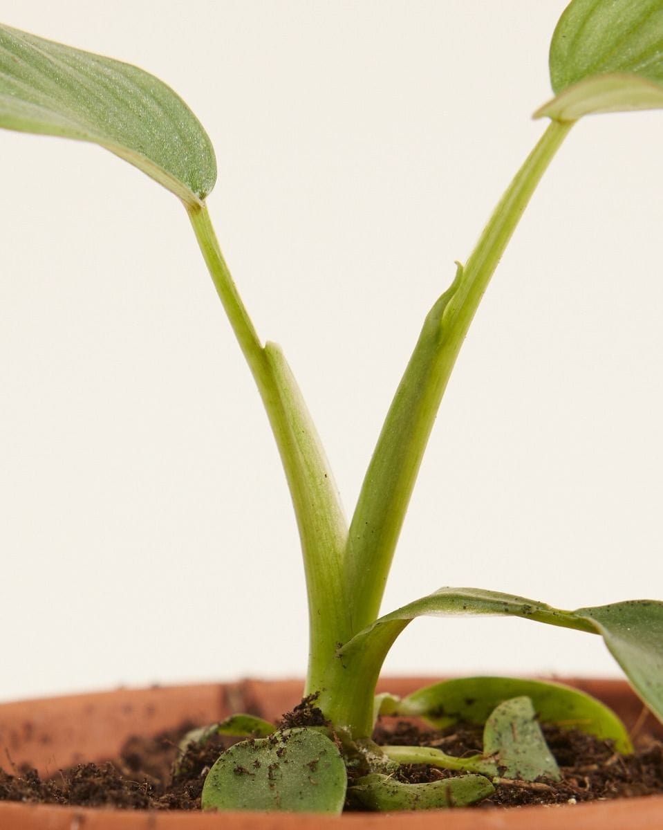 Baby Philodendron Mamei Silver Cloud