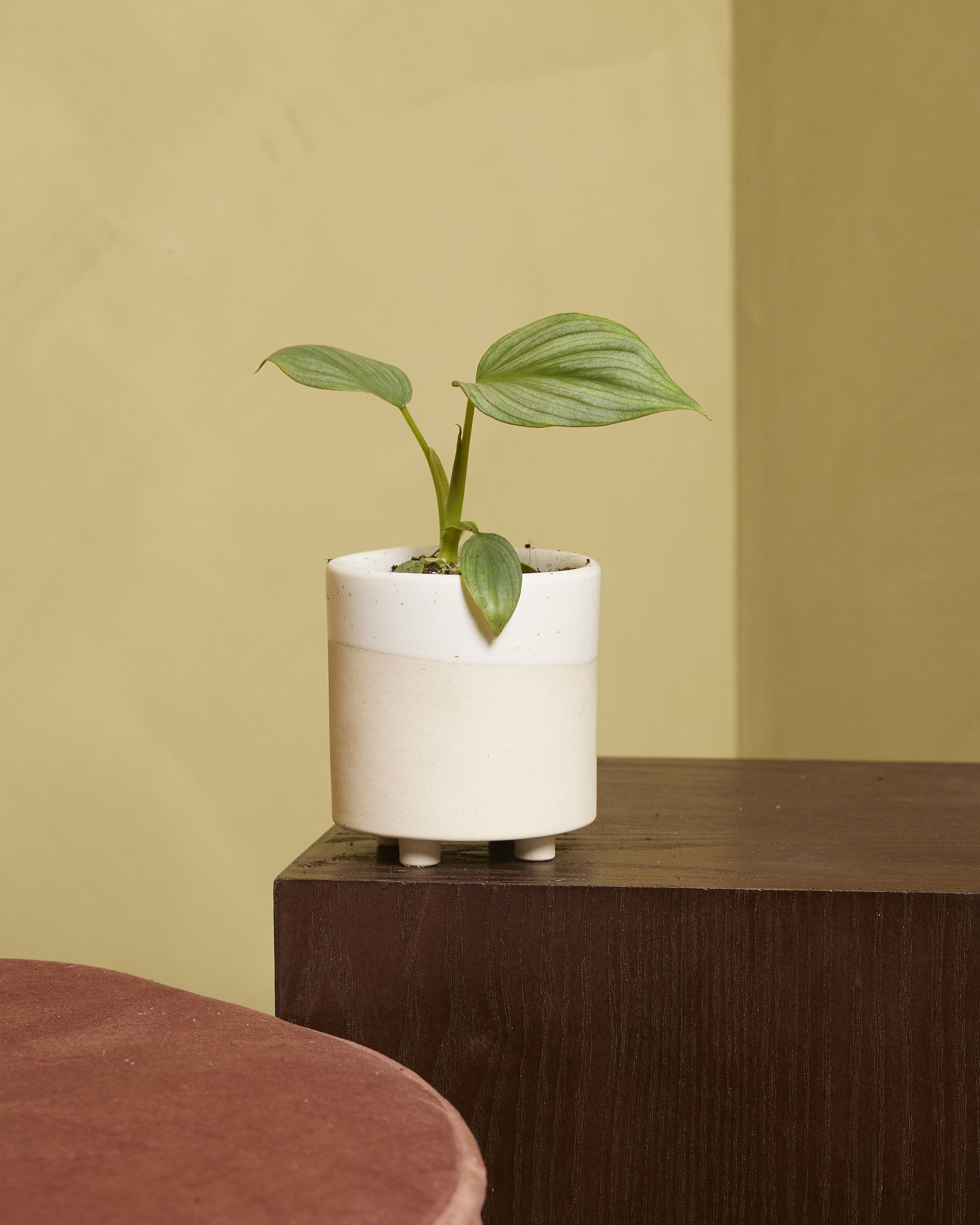 Baby Philodendron Mamei Silver Cloud