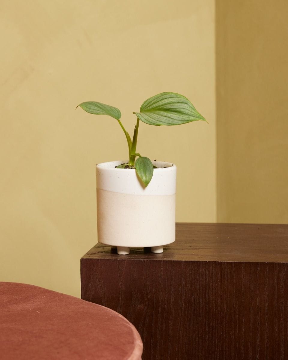 Baby Philodendron Mamei Silver Cloud