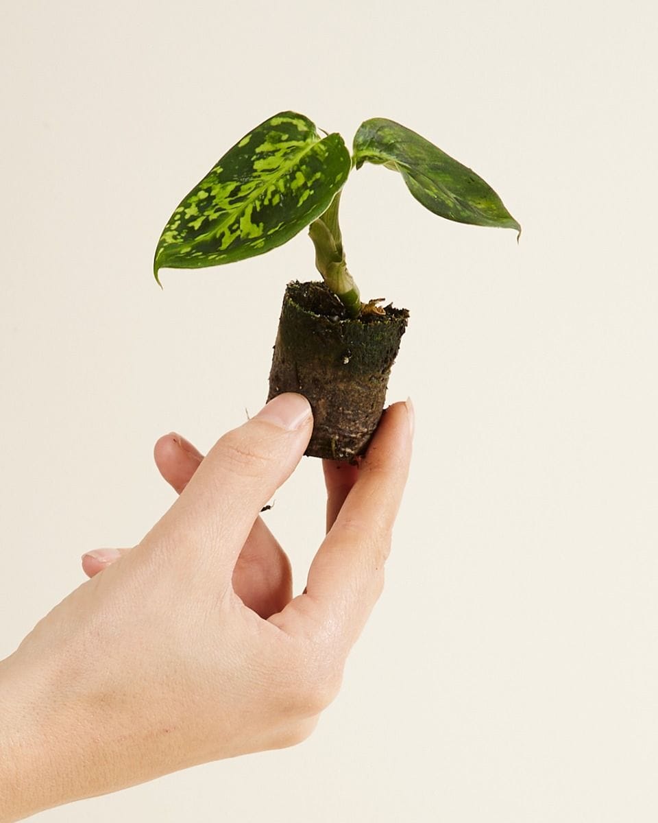 Bebé Dieffenbachia Dump Cane Reflector