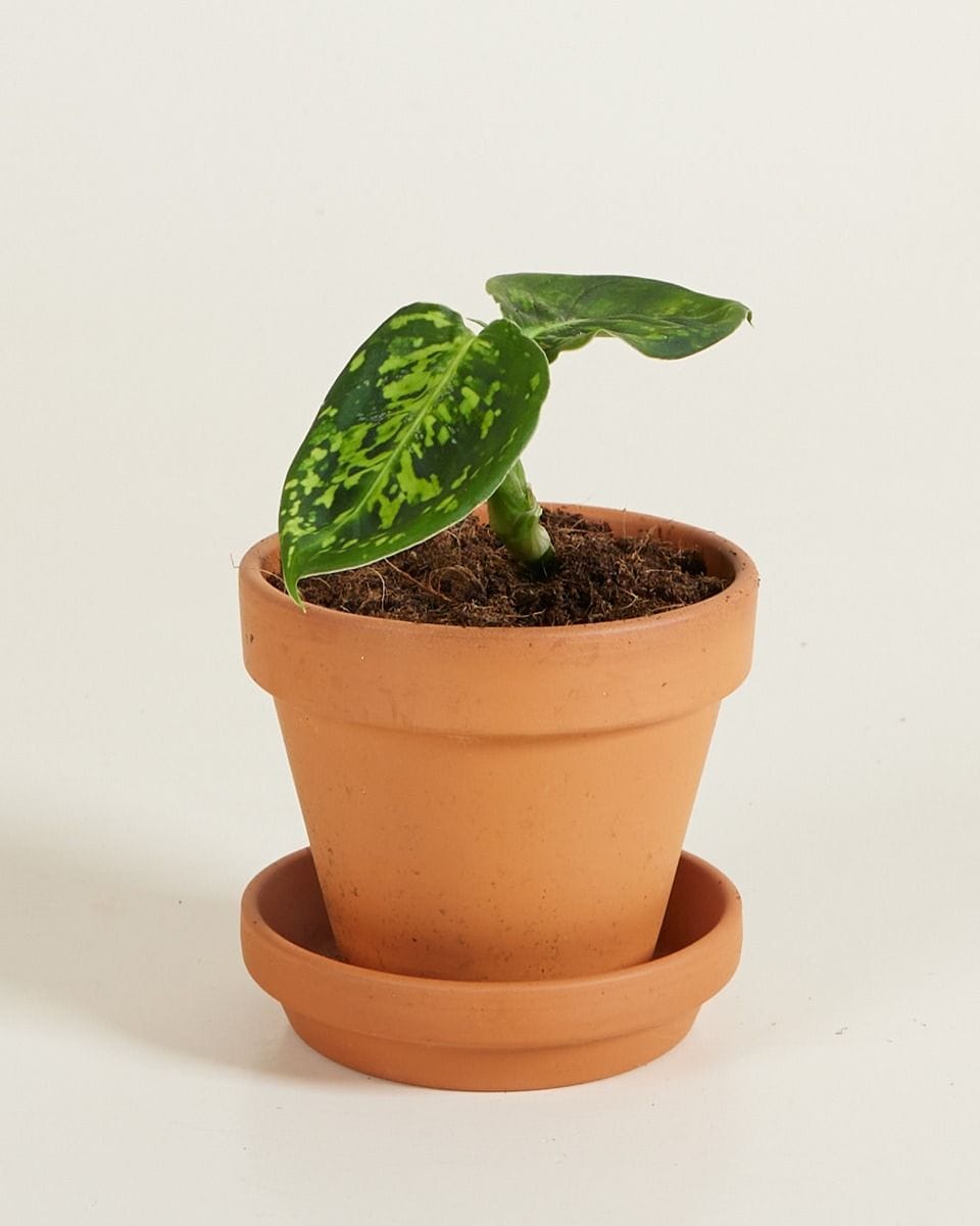 Bebé Dieffenbachia Dump Cane Reflector