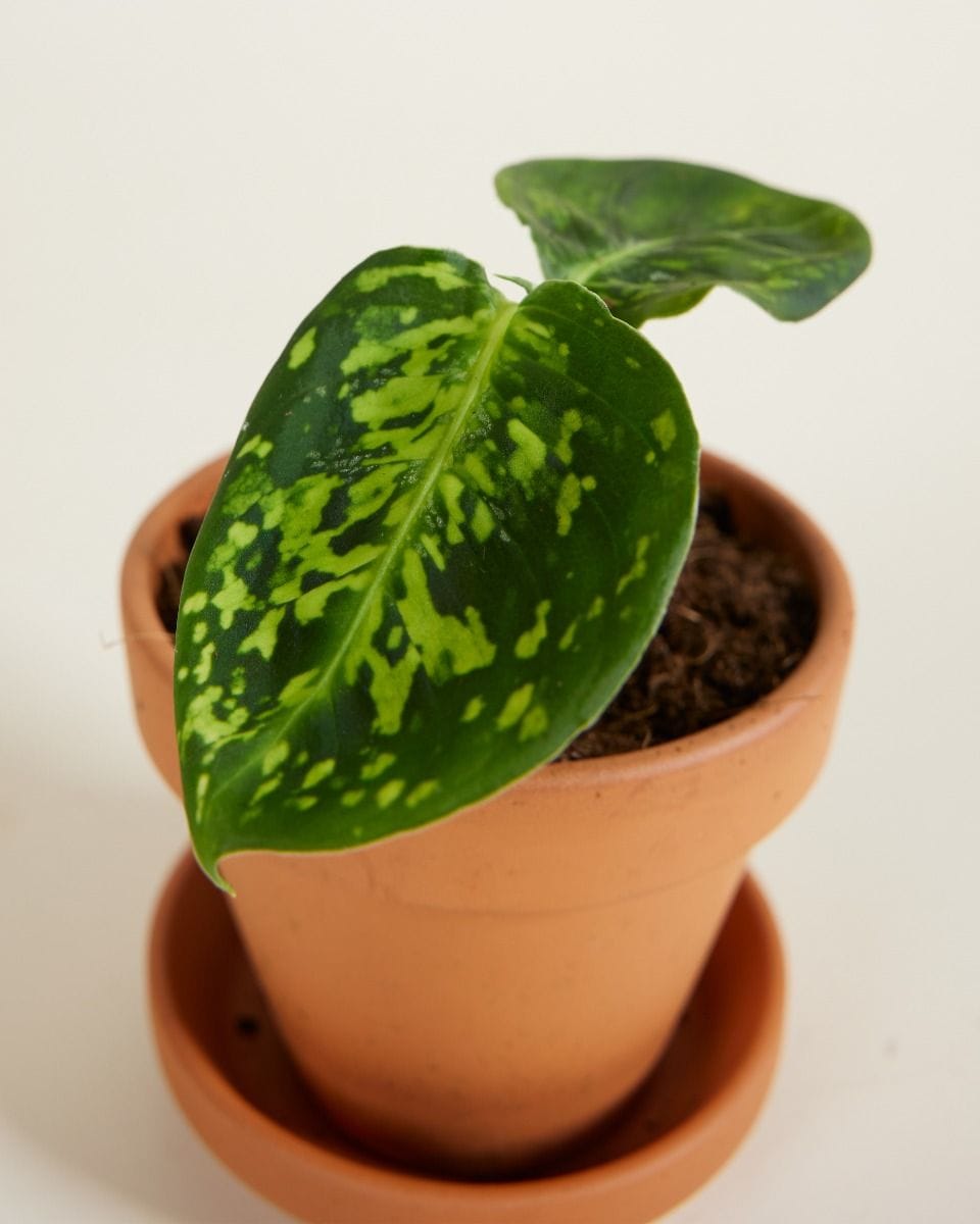 Bebé Dieffenbachia Dump Cane Reflector