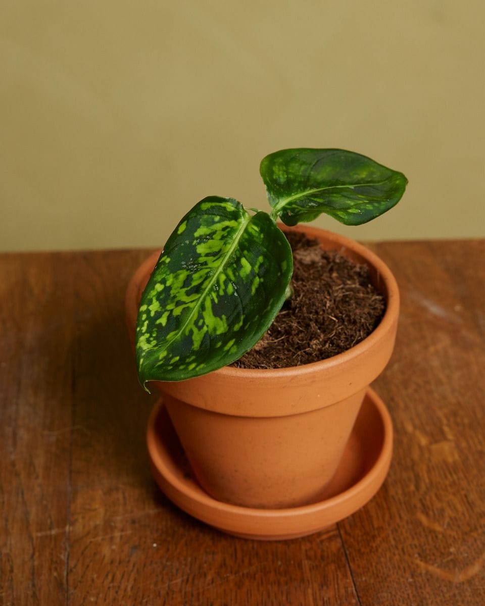 Bebé Dieffenbachia Dump Cane Reflector