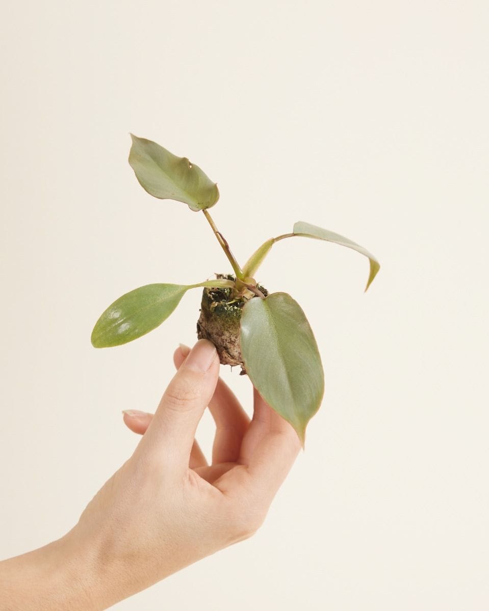 Bebé Philodendron Atabapoense