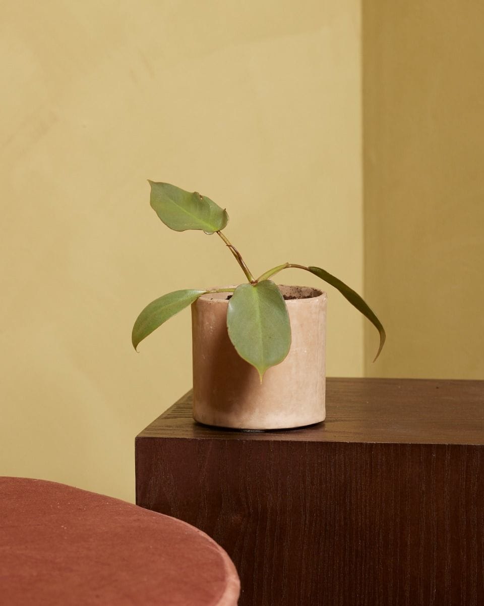 Bebé Philodendron Atabapoense