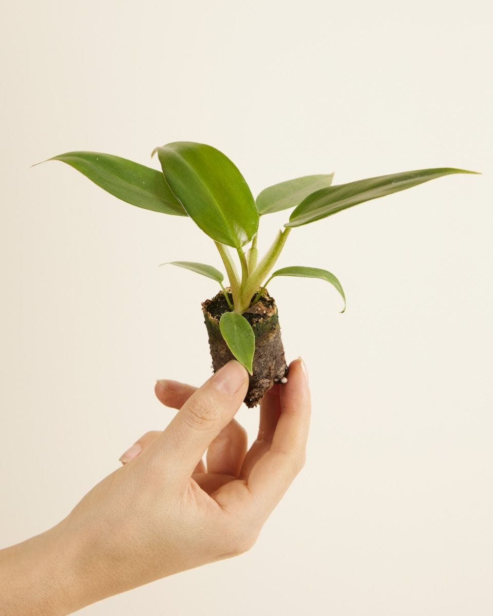 Baby Philodendron Baumfreund Mexicanum