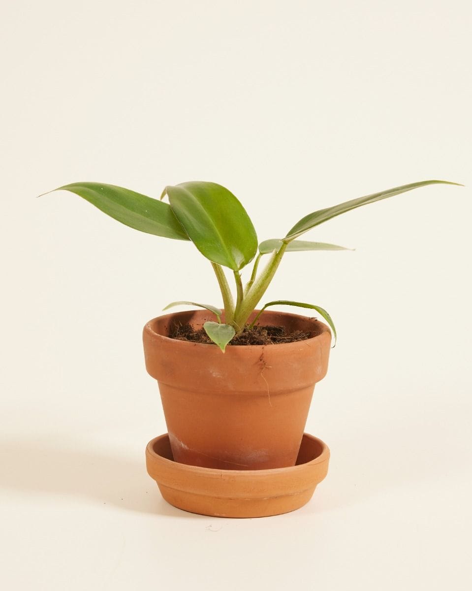 Baby Philodendron Baumfreund Mexicanum