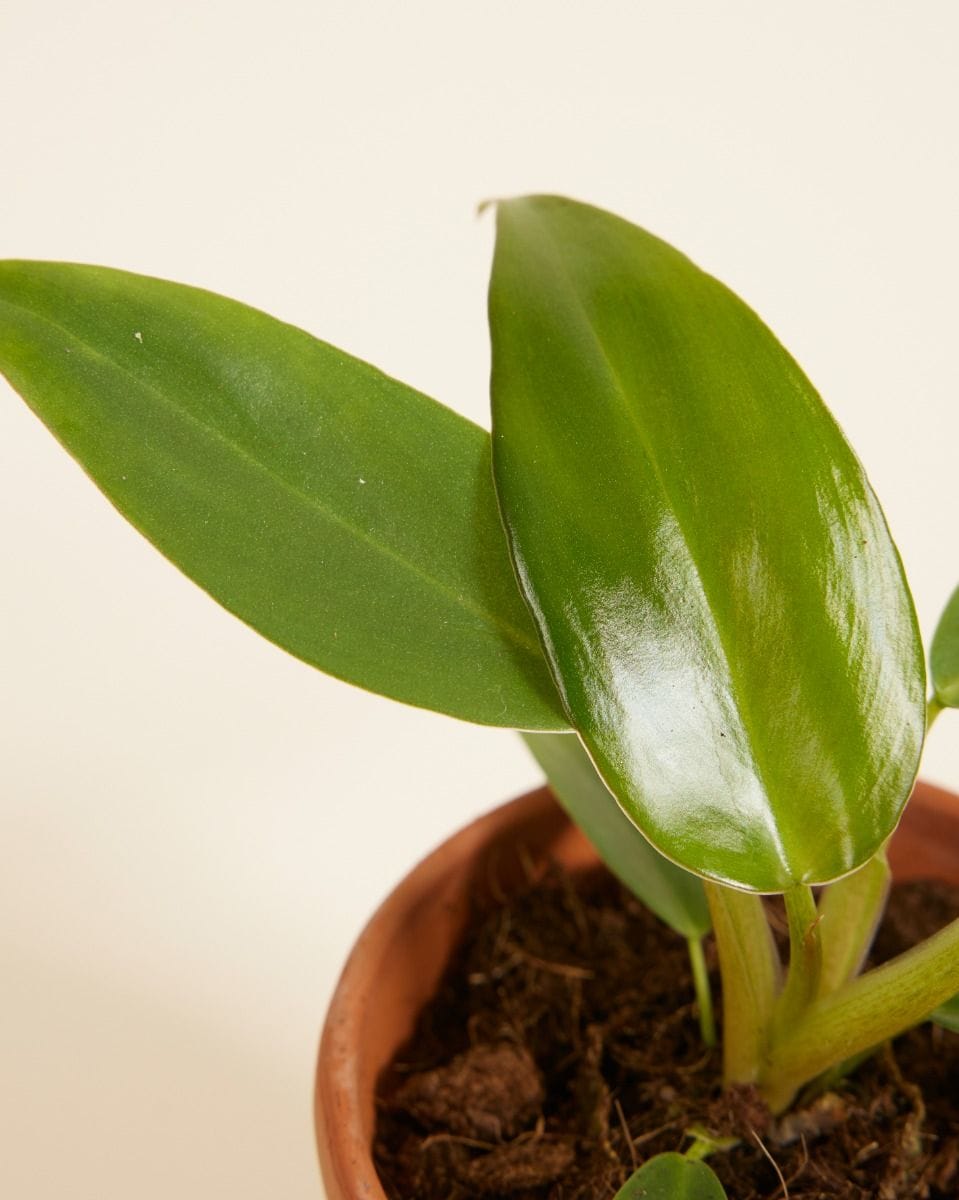 Baby Philodendron Baumfreund Mexicanum