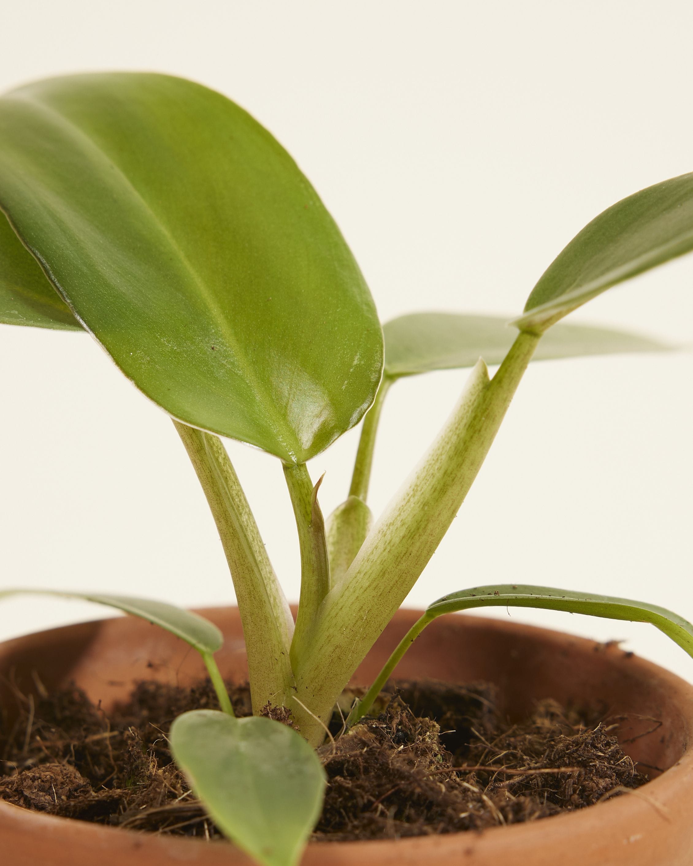 Baby Philodendron Mexicanum