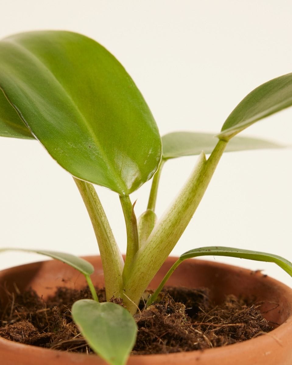 Baby Philodendron Baumfreund Mexicanum
