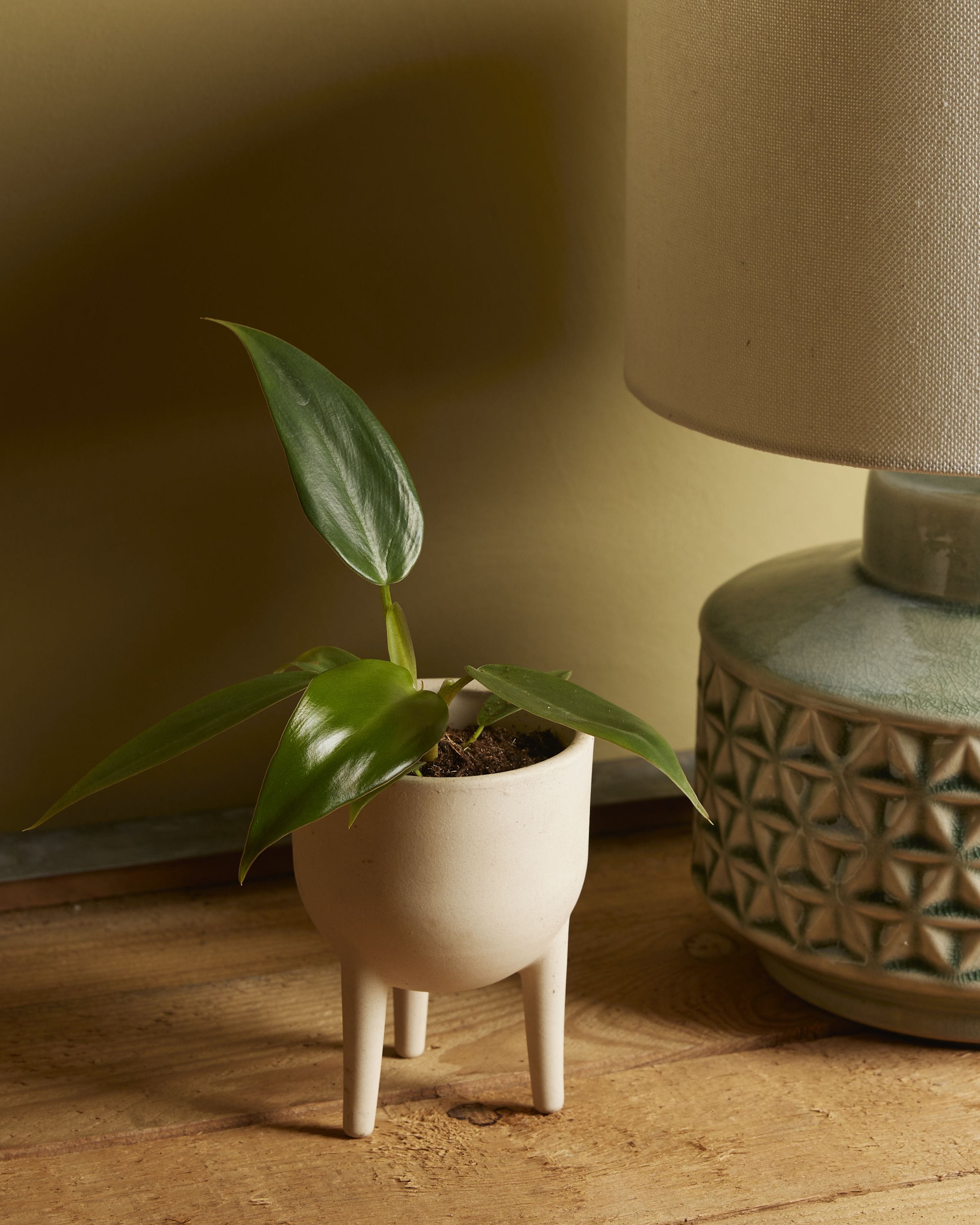 Baby Philodendron Mexicanum