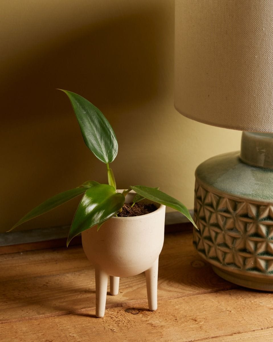 Baby Philodendron Baumfreund Mexicanum