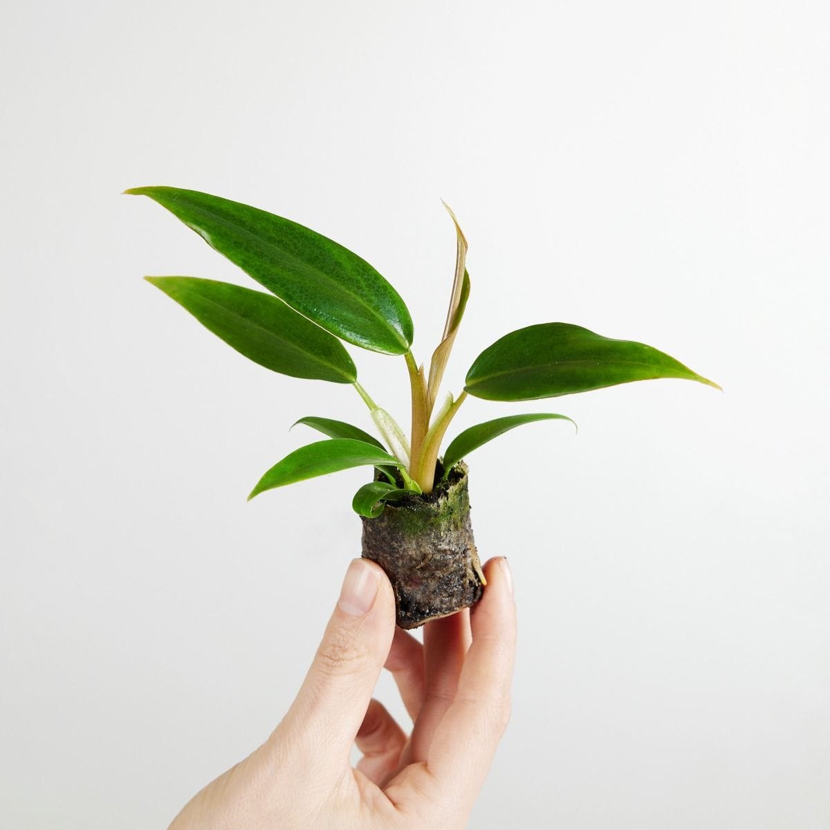 Baby Philodendron Baumfreund Mexicanum