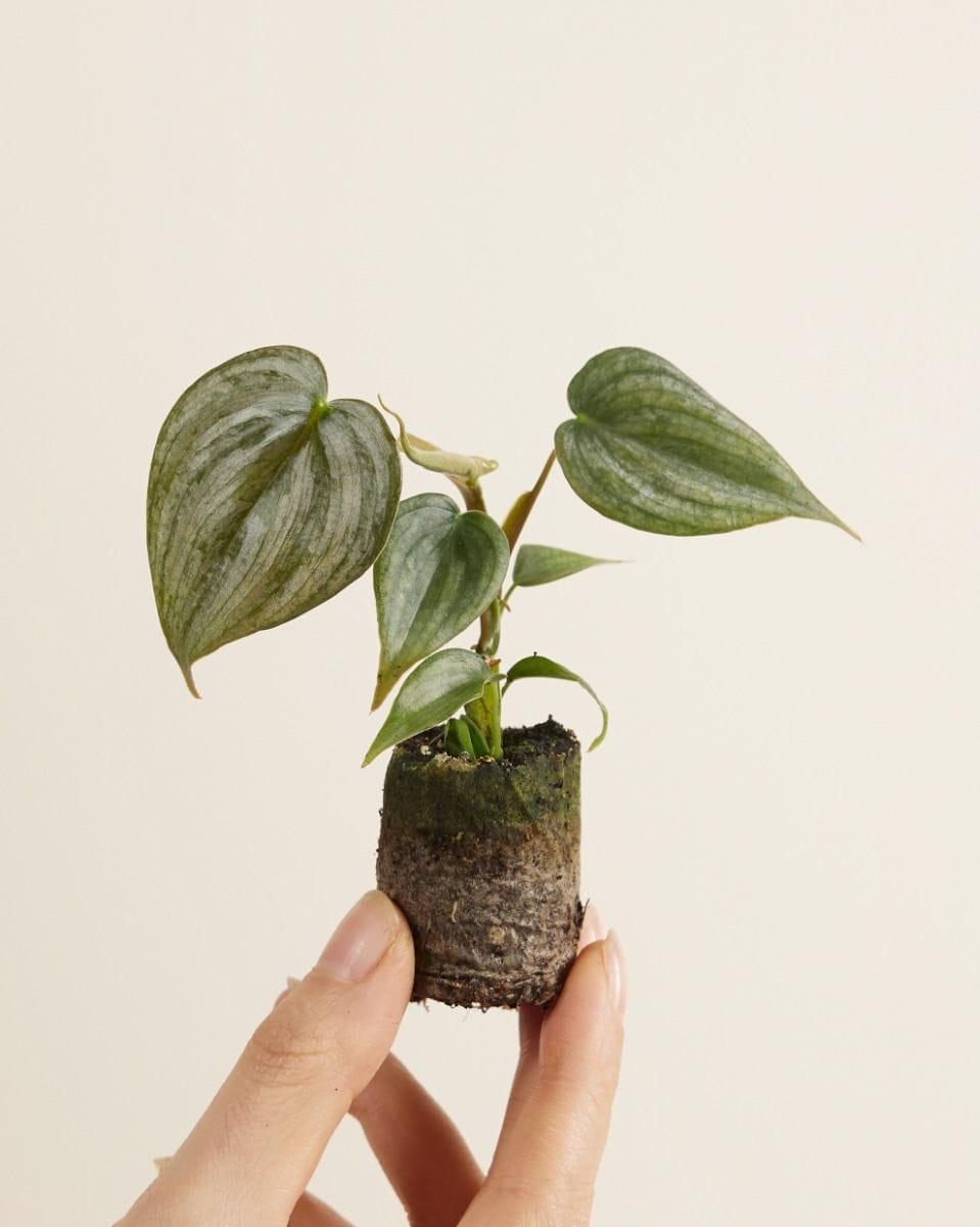 Baby Philodendron Baumfreund Brandtianum