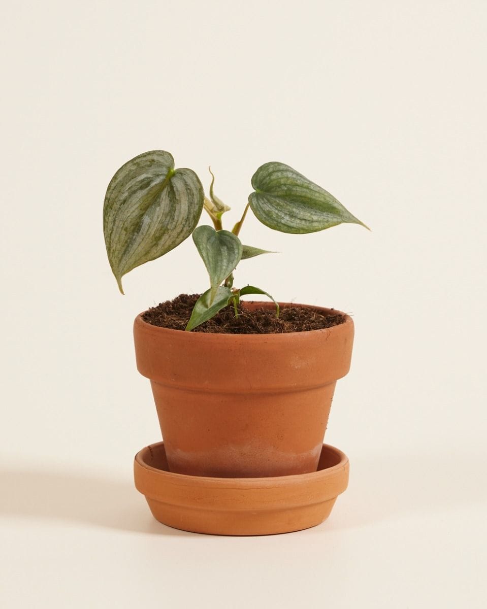 Baby Philodendron Baumfreund Brandtianum