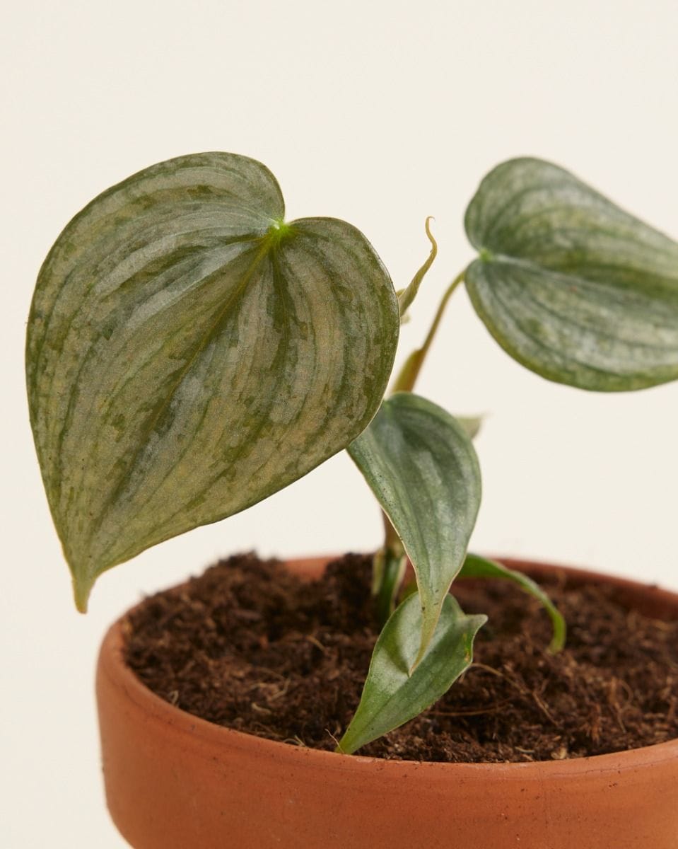 Baby Philodendron Baumfreund Brandtianum