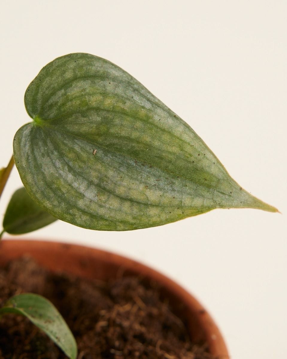 Baby Philodendron Baumfreund Brandtianum