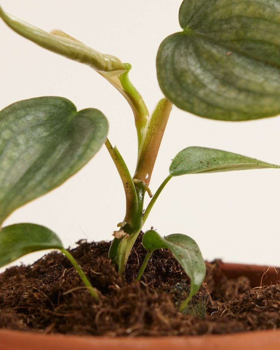 Baby Philodendron Baumfreund Brandtianum