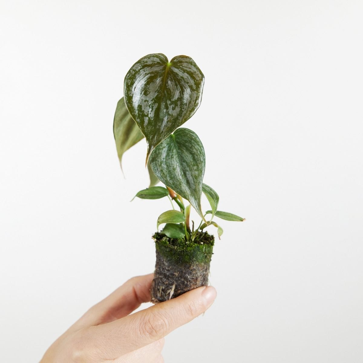 Baby Philodendron Baumfreund Brandtianum