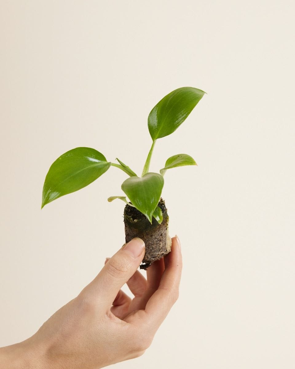 Baby Philodendron Baumfreund Warszewiczii