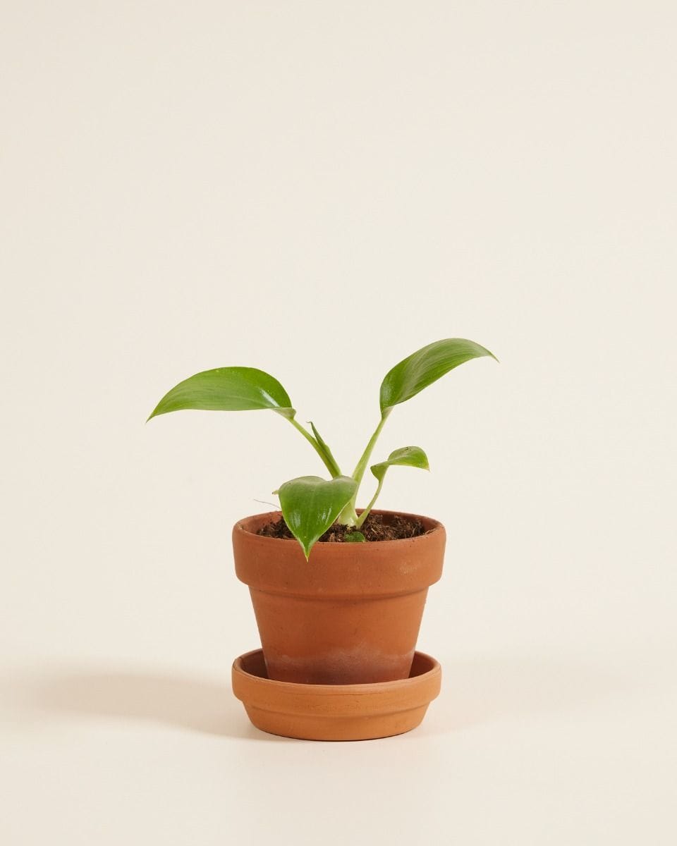 Baby Philodendron Baumfreund Warszewiczii