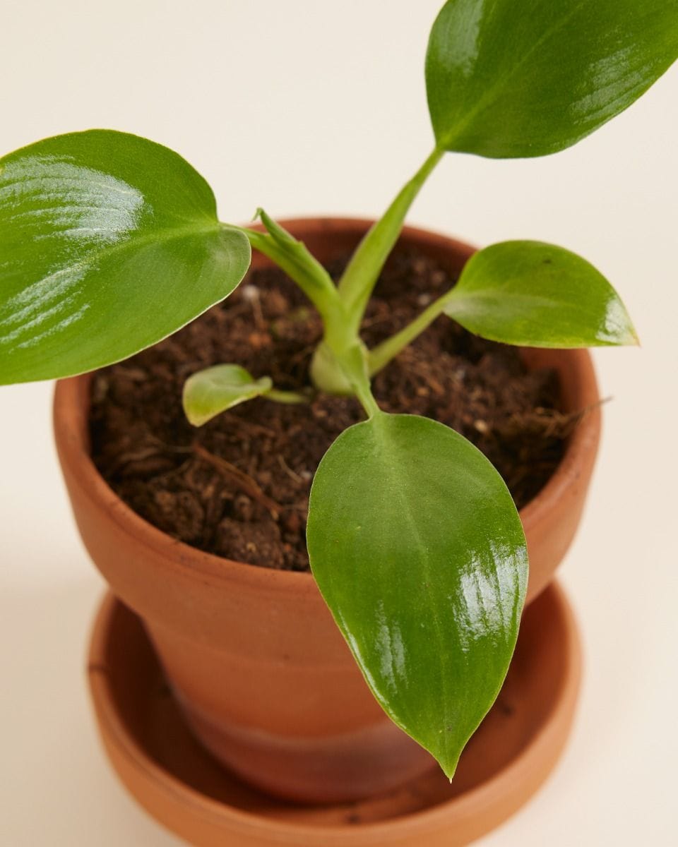 Baby Philodendron Baumfreund Warszewiczii