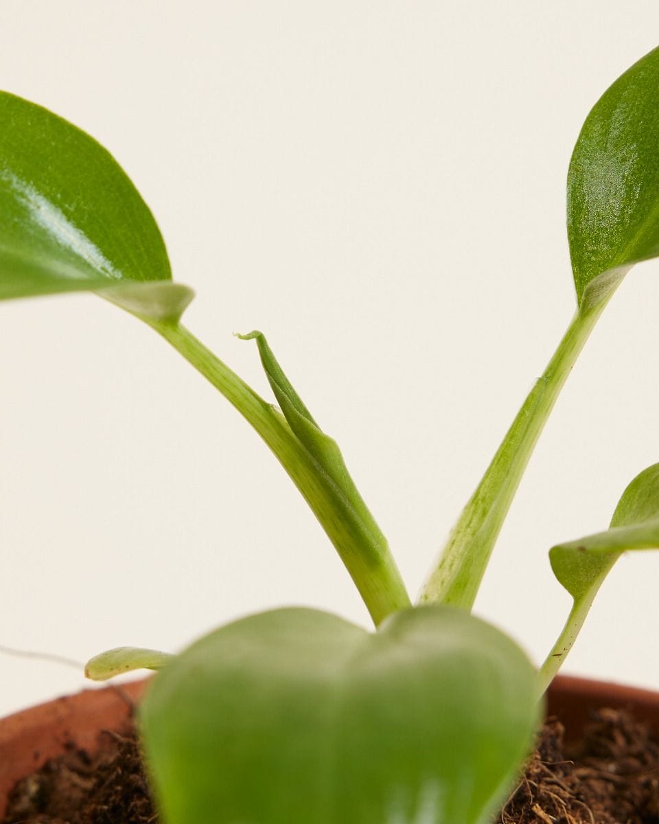 Baby Philodendron Baumfreund Warszewiczii