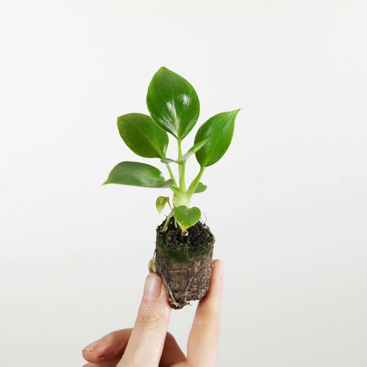 Baby Philodendron Baumfreund Warszewiczii