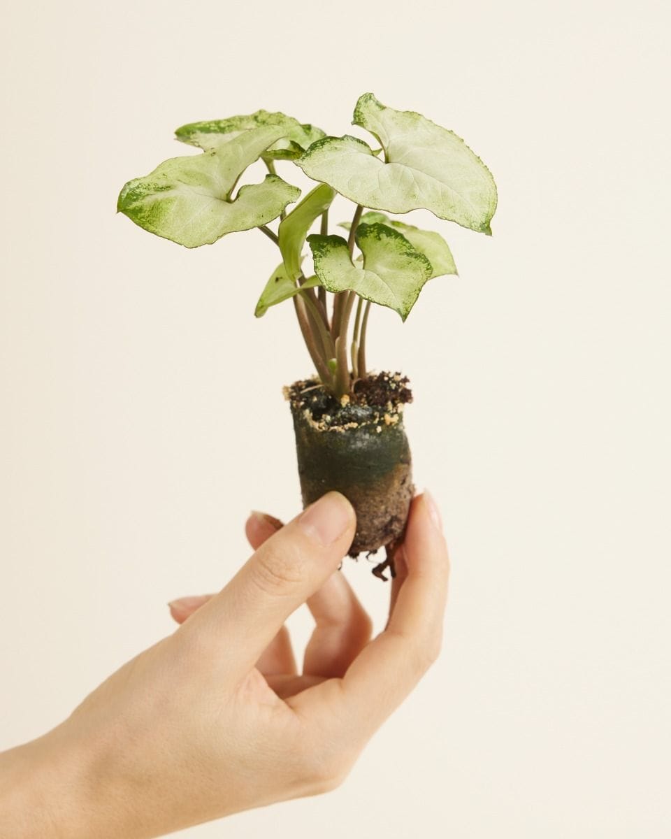 Baby Syngonium Arrowhead Snow Country