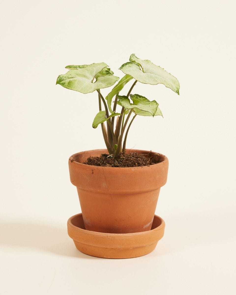 Baby Syngonium Arrowhead Snow Country