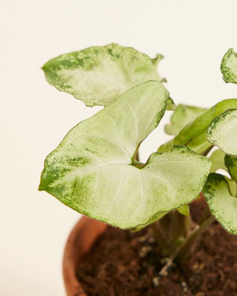 Baby Syngonium Arrowhead Snow Country