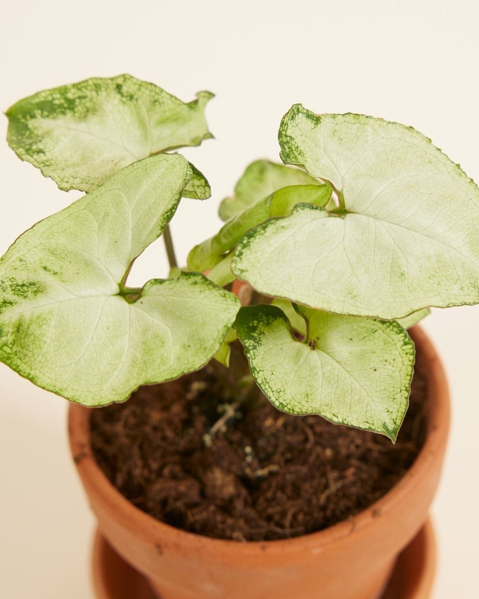 Baby Syngonium Arrowhead Snow Country
